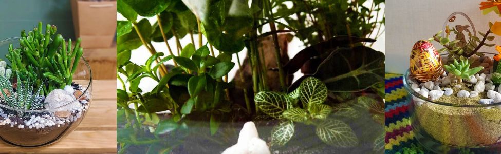 Bandeau Terrarium 2025