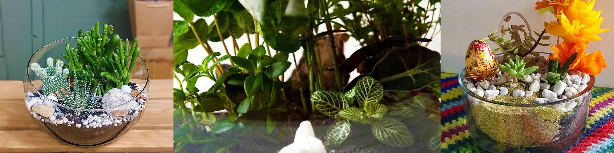 Bandeau Terrarium 2025